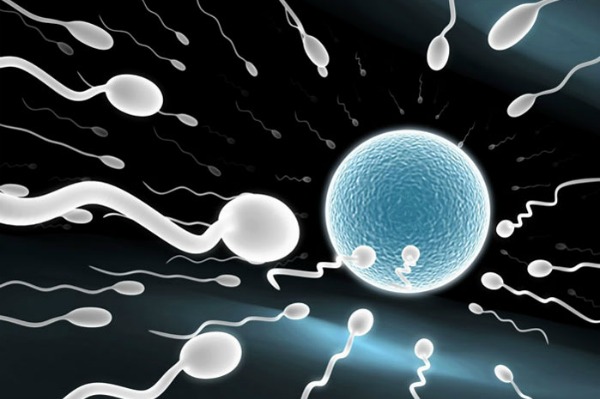 Pictres of an sperm a egg