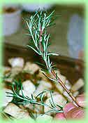 Grilled Rosemary Vegetables