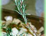 Rosemary and Orange Syrup