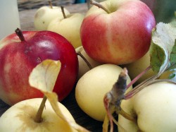 apple_2-250×187.jpg apple_2-250×187.jpg