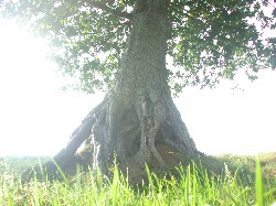 b19nature_trees002-250Ã—187.jpg