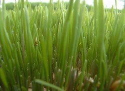sprouted_wheatgrass-250×183.jpg