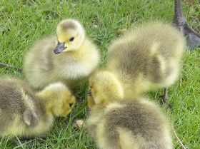 Human babies like to socialize too! Human babies like to socialize too!