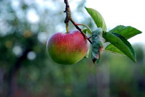 867683_apple.jpg