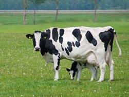 lactose intolerant