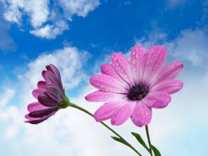 flower baby names