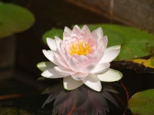flower baby names