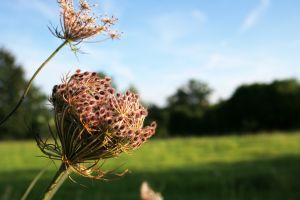 wild flowers
