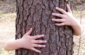 hug_a_tree