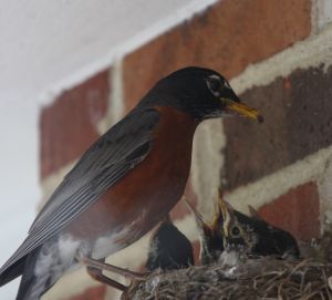 527717_mother_bird_and_young.jpg