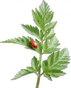 lady bug
