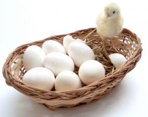 1094649_baby_chicks_and_eggs.jpg