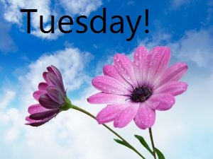 most-babies-born-on-tuesday.jpg