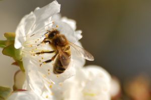 bee-stings-and-your-baby.jpg