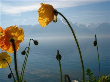 medium_peaceful-growth
