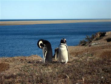 penguins-in-patagonia-argentina penguins-in-patagonia-argentina