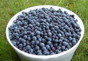 foods for breastfeeding