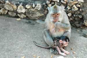 breastfeeding-for-healthy-babies