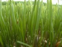 Wheatgrass during pregnancy
